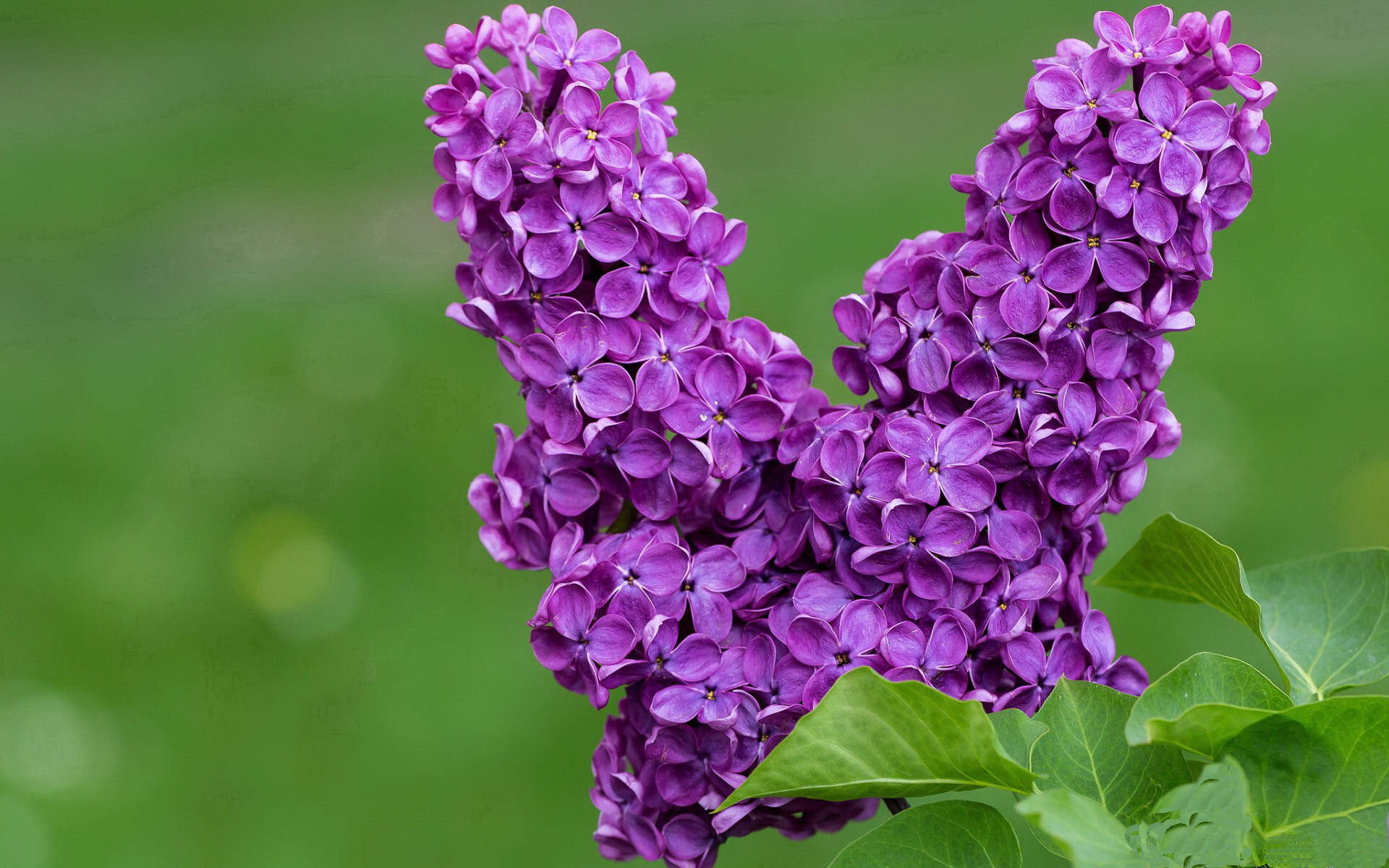 leyu乐鱼官网登录入口-WRC赛段安全措施：确保每一场比赛的安全保障，wrc比赛路面主要有哪些