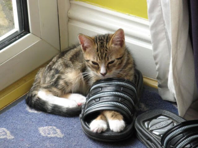 LEYU乐鱼体育官方网站-WRC赛车维护：幕后技术保障大揭秘，wrc赛车解析