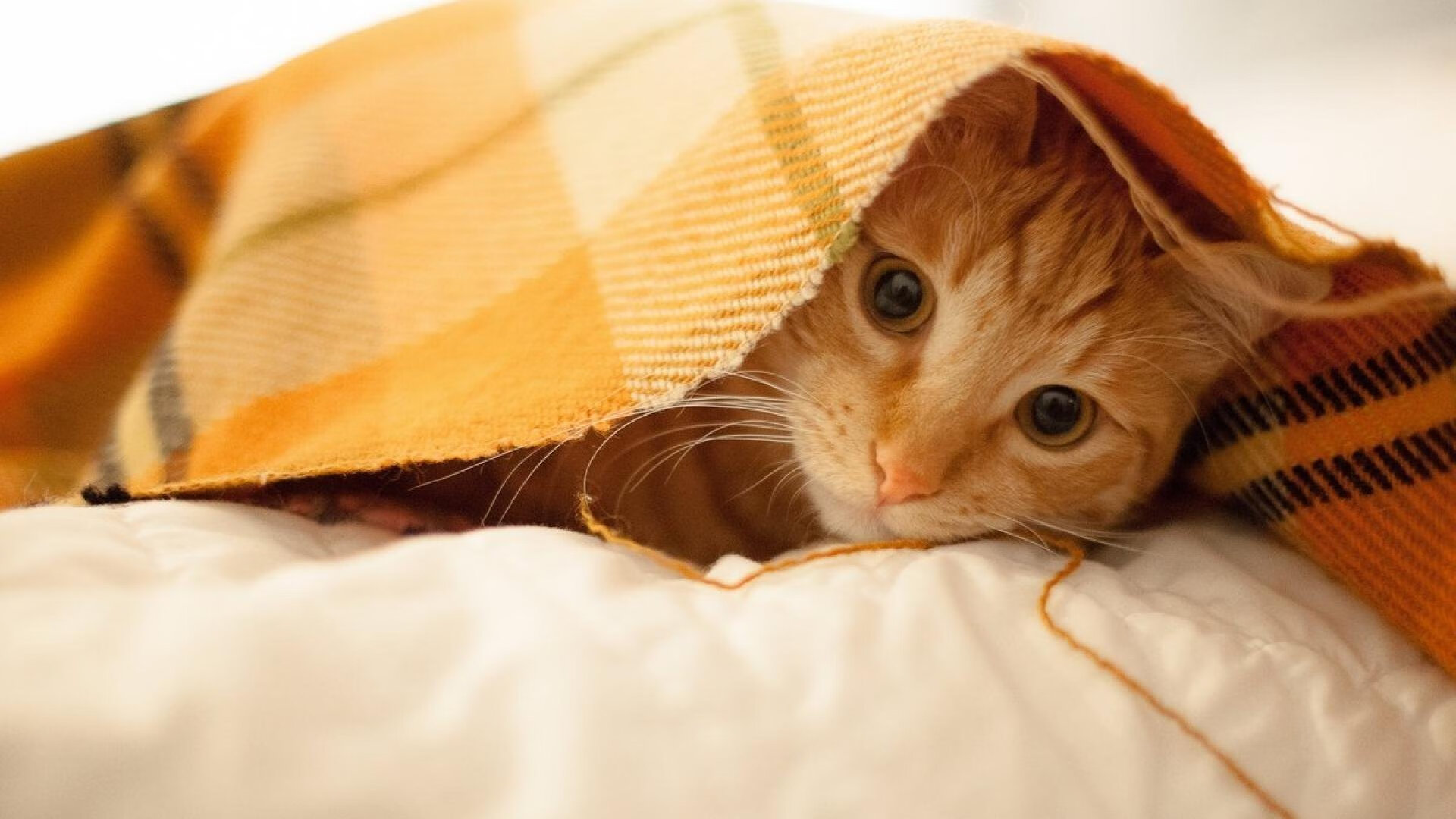 Leyu Sports (乐鱼体育)-_森林狼战斗精神爆发，追逐季后赛梦想_，森林狼kg