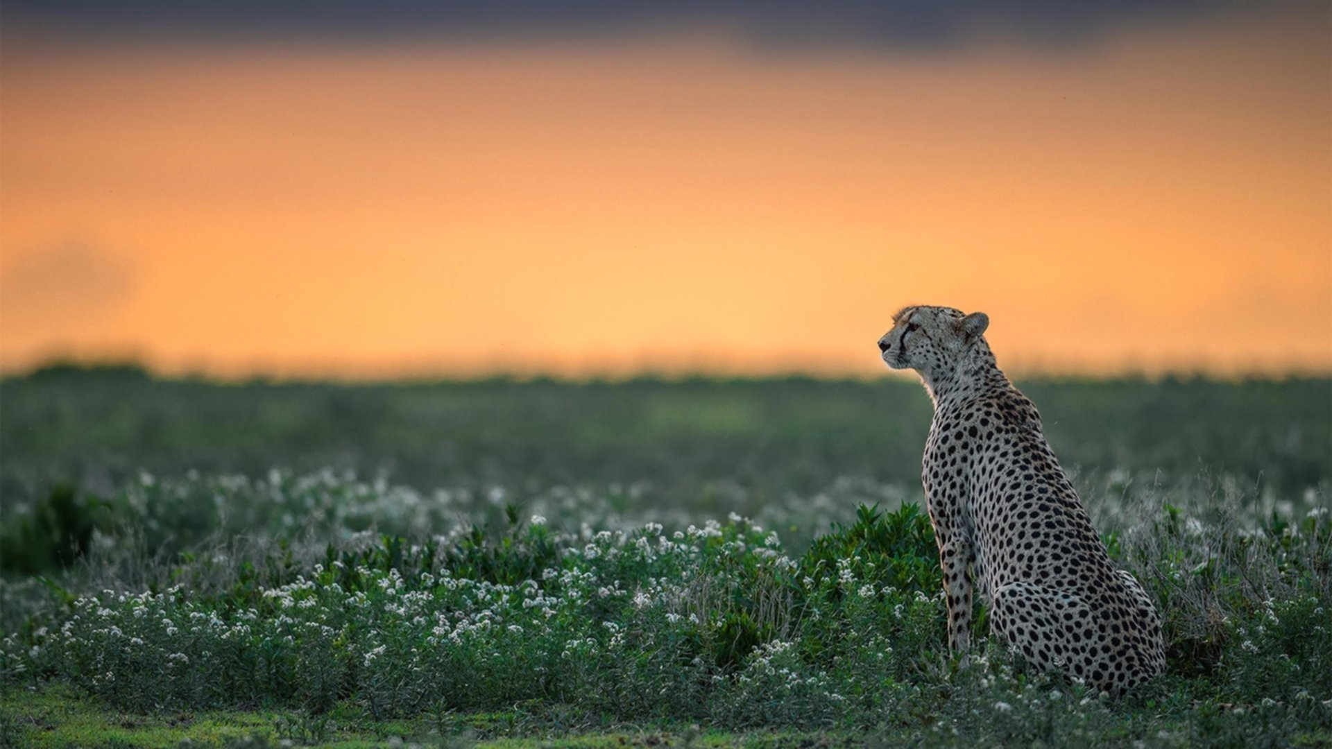 美国女足在巴黎奥运会比赛中以1-0战胜意大利，美国女足在巴黎奥运会比赛中以1-0战胜意大利队为主