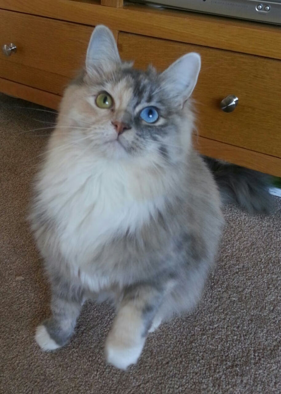 西甲竞技水平提升，观众体验日益增强，西甲争冠分析