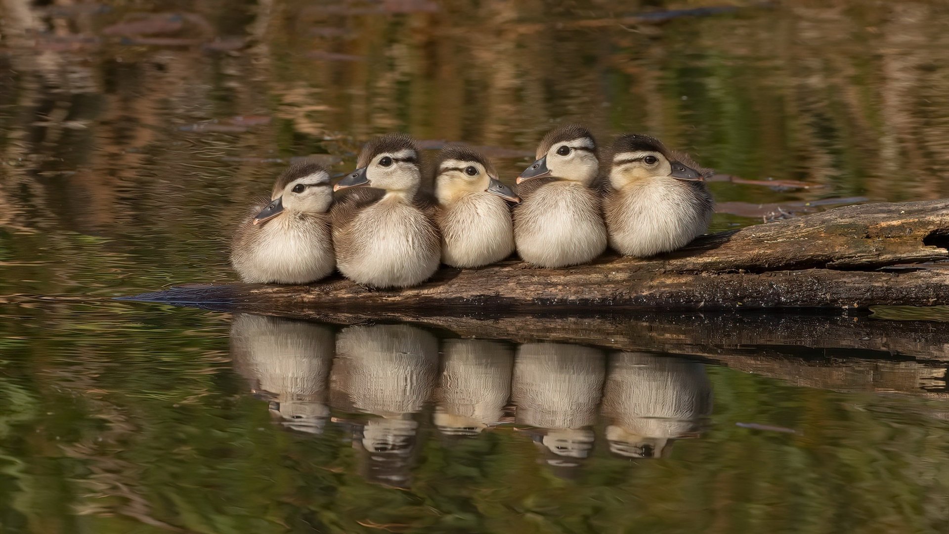 乐鱼电竞· (中国)官方网站-大巴黎主场告负，需全力争取下回合，大巴黎首场比赛