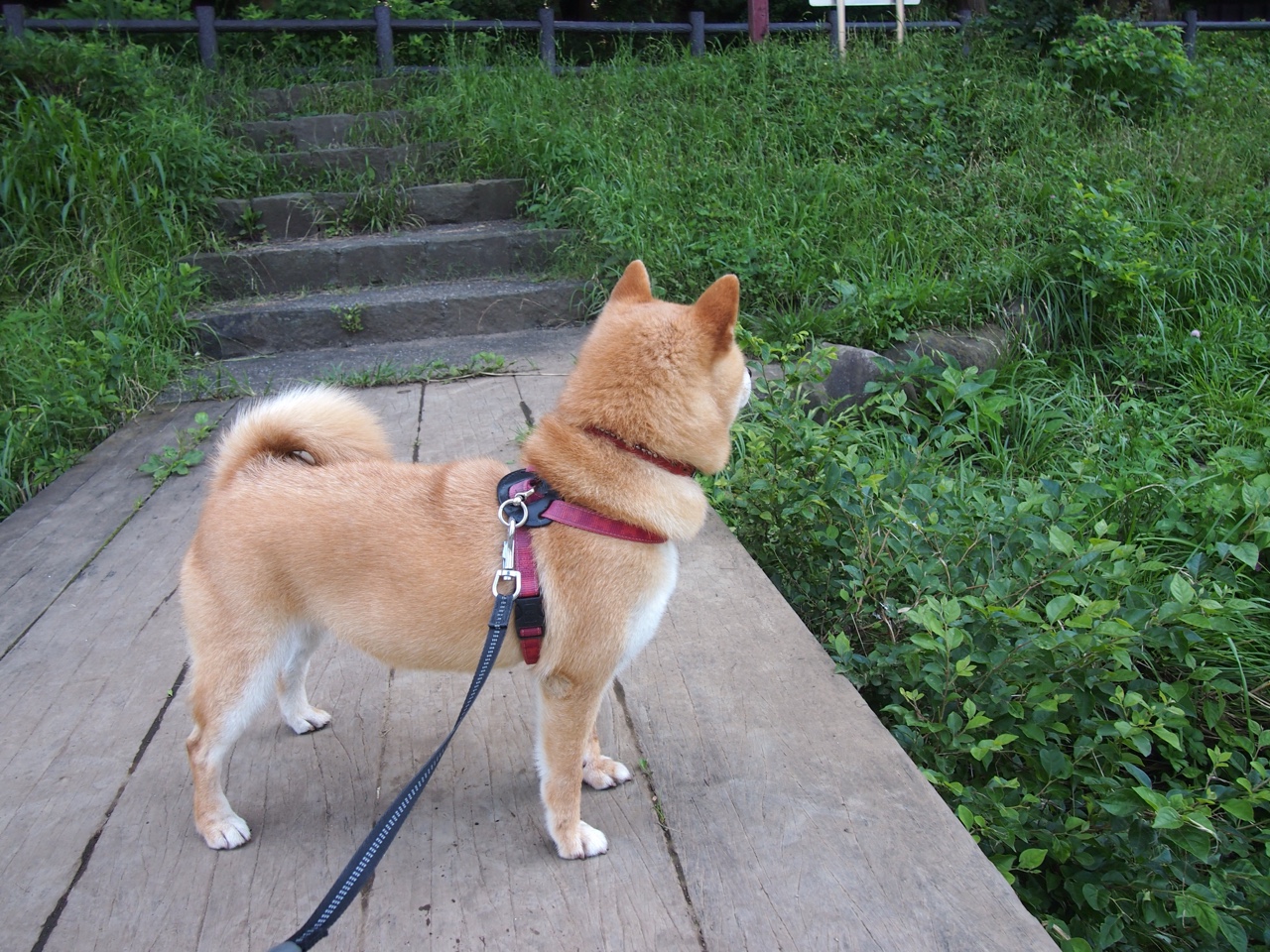 广州恒大昔日王朝回归,重塑中超霸主,广州恒大改为广州队