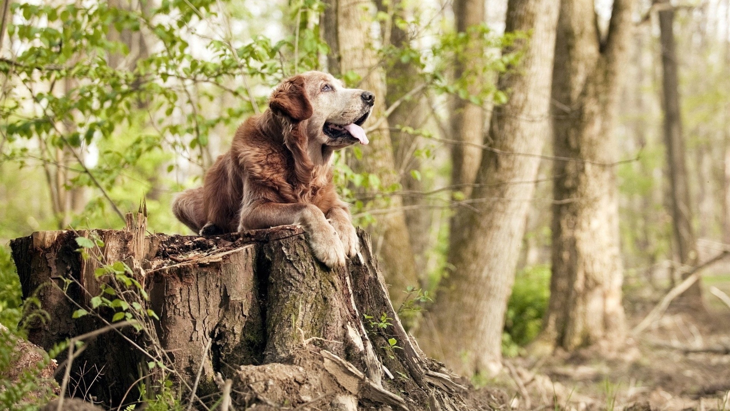 广州恒大昔日王朝回归,重塑中超霸主,广州恒大改为广州队