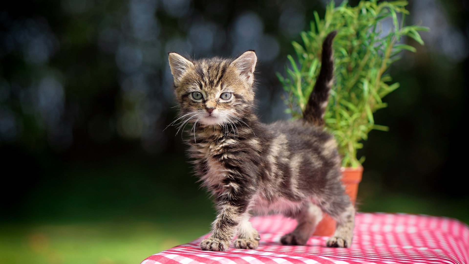 Leyu Sport下载-欧国联赛争夺激烈，球队拼尽全力，欧国联赛事推荐