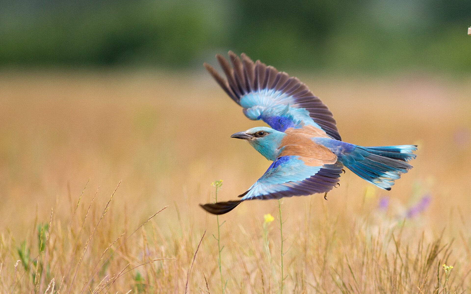 法国中卫红牌+乌龙，成为焦点人物，法国中卫井喷