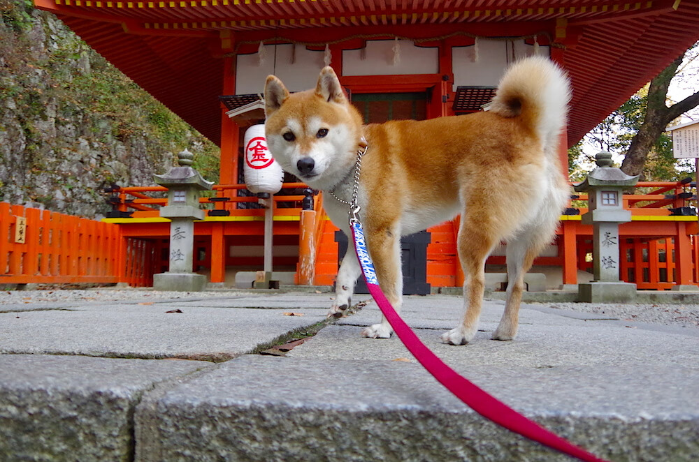 下载乐鱼体育APP-阵容强大：实力雄厚，足球风云变幻，足球风云实力排行