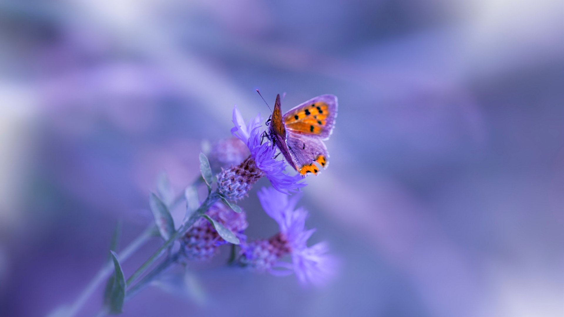 韩国星际争霸赛事推广力度加大,韩国星际争霸球赛