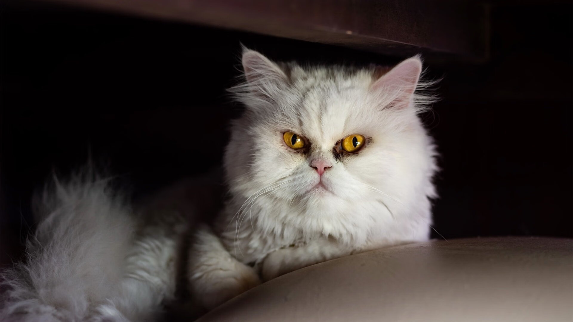 中超球队定位球战术对比研究,中超潜力中场