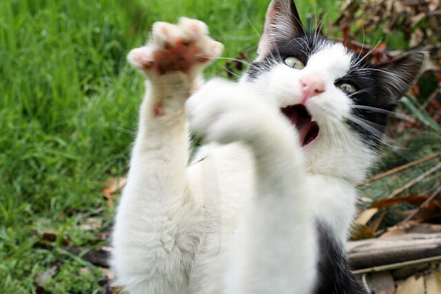 国足球员罚球命中率分析，罚球命中率最高啥意思