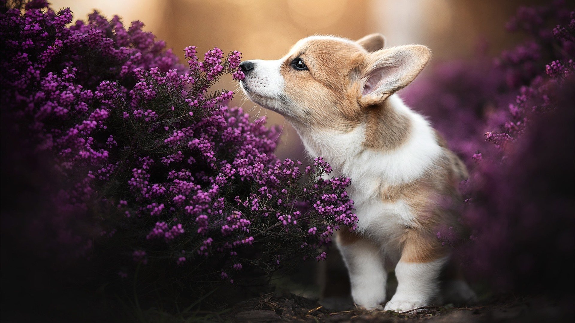 国家队核心更替缺乏连贯规划，国家队核心更替缺乏连贯规划的原因