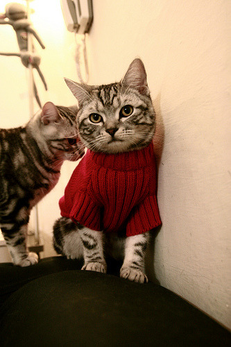 综合表现证明匈牙利水上项目整体实力依旧坚挺,匈牙利shona river